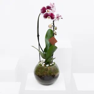 Purple Queen Orchid 