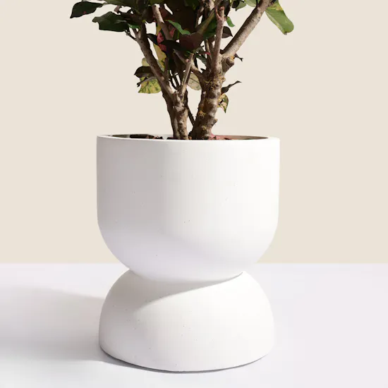 Grand Codiaeum Variegatum Plant