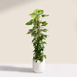 Astounding Big Epipremnum Plant