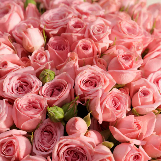 Pretty Pink Baby Roses Bouquet | 50 Flowers