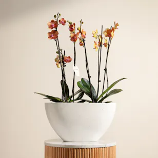 Orange Phalaenopsis Orchid Duet Plants Orange Phalaenopsis Orchid Duet Plants