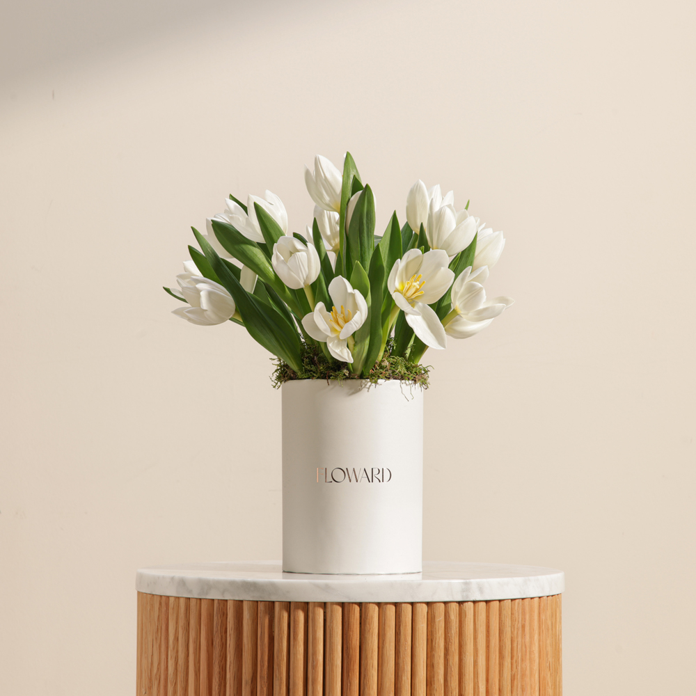 صندوق التوليب الأبيض الساحر