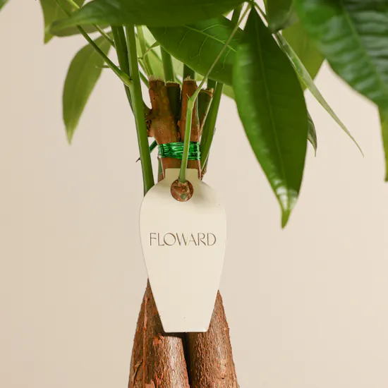 Charming Pachira Plant