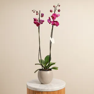 Amazing Purple Orchid Plant Pot