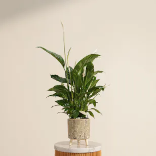 Pure Big White and Green Spathiphyllum Plant