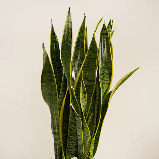 Fresh Sansevieria Laurentii Plant