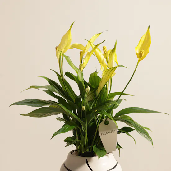 Glowy Yellow Spathiphyllum Plant