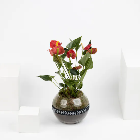 Anthurium Summer Love Plant