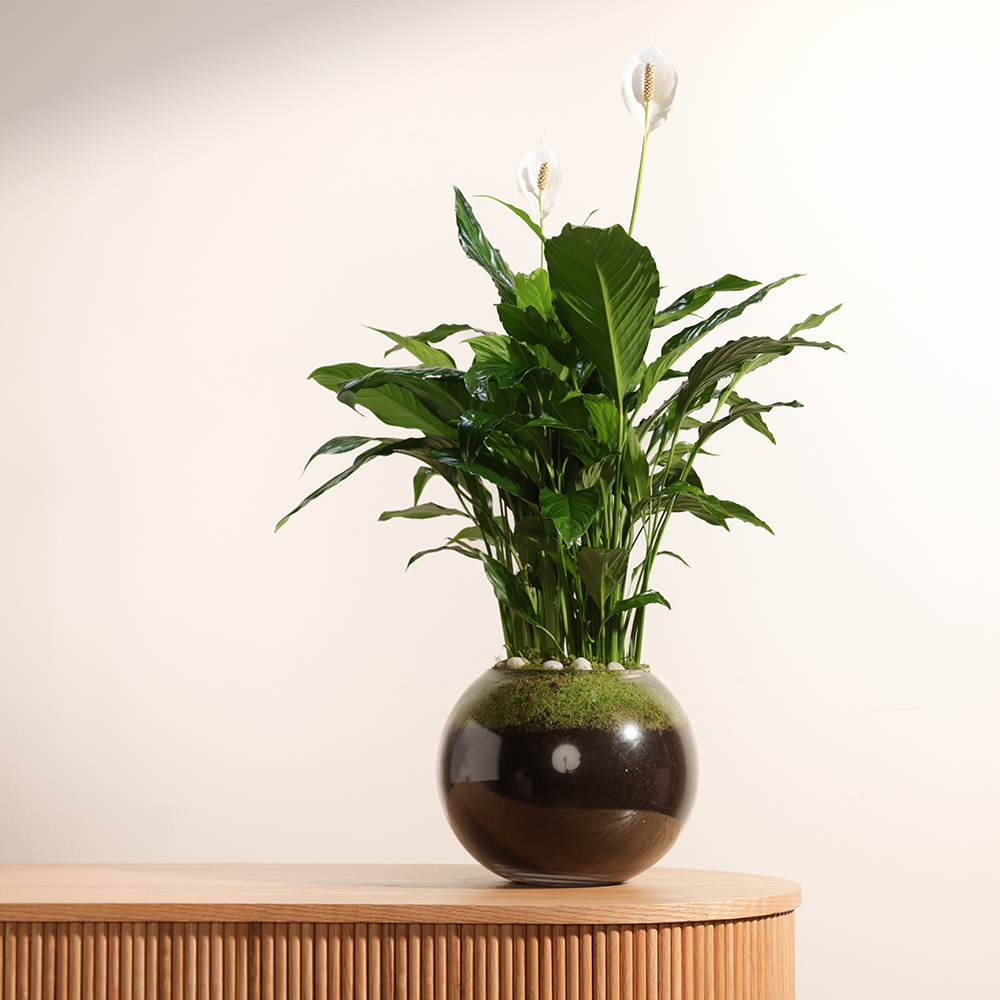 Spathiphyllum Pearl Plant 