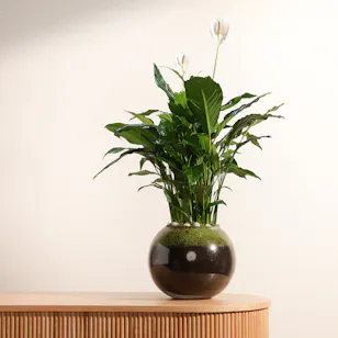 Spathiphyllum Pearl Plant 