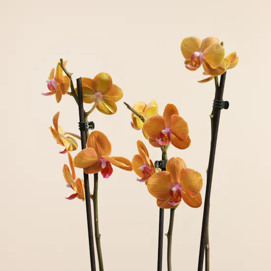 Shiny Orange Phalaenopsis Plant