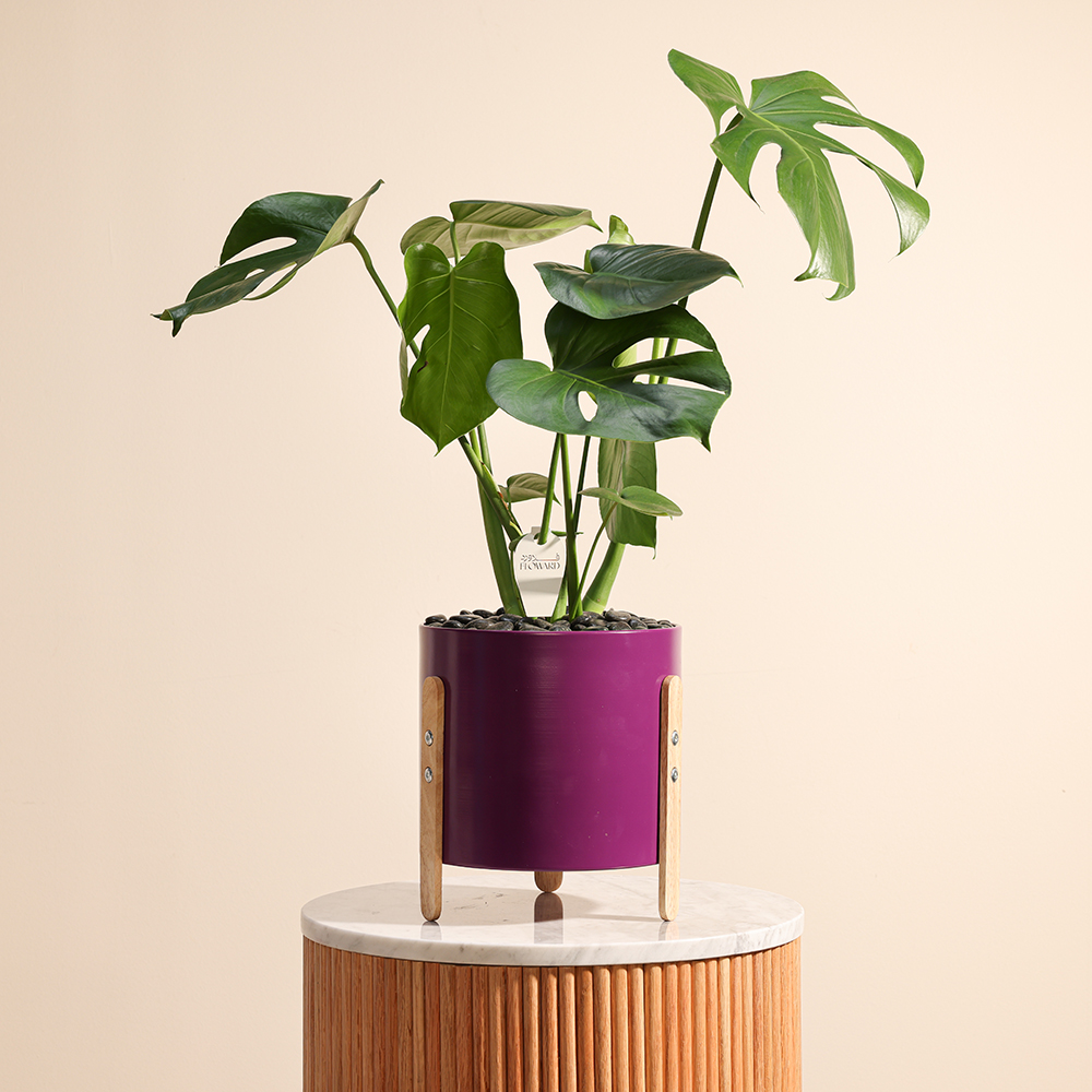 Enchanting Monstera Vase