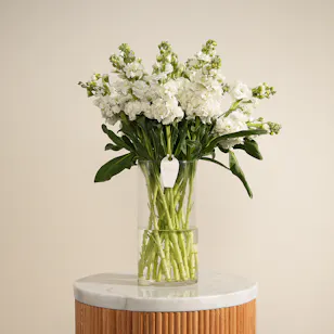 Magical White Matthiola Vase