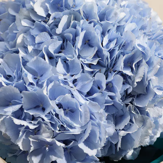 Floward It's a Boy Mini Cake | Flower Bouquet