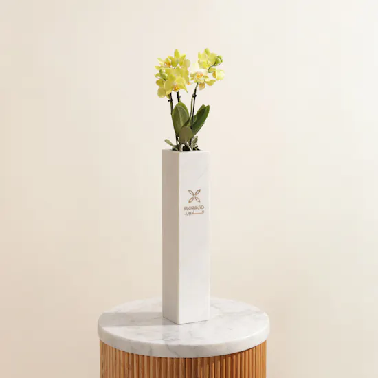 Shinny Yellow Orchid Plant Vase