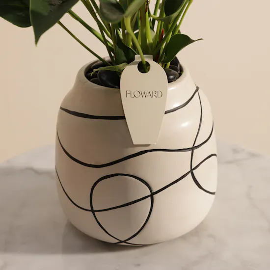 Elegant White Anthurium Plant