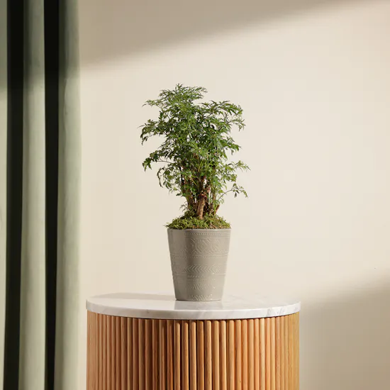 Polyscias Plant