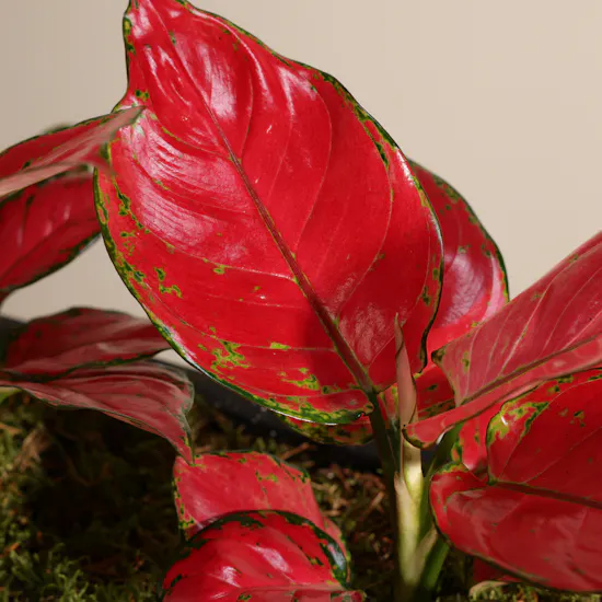 Chic Aglaonema Red Joy and Fittonia Plants