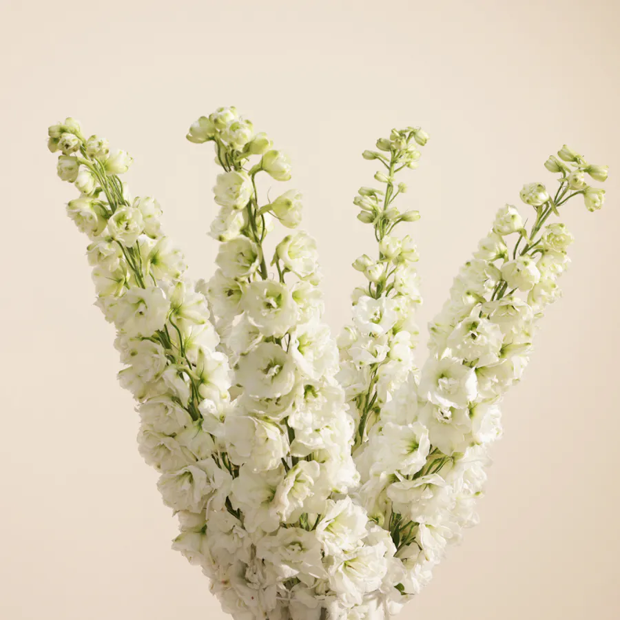 Sky Spa Royal Men Care Gift Voucher | Glowy Flower Vase 5