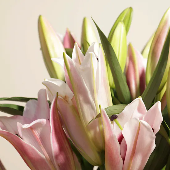Pink Radiance Vase