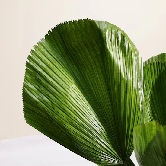 Magical Licuala Grandis Plant