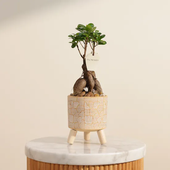 Magical Ficus Ginseng Plant