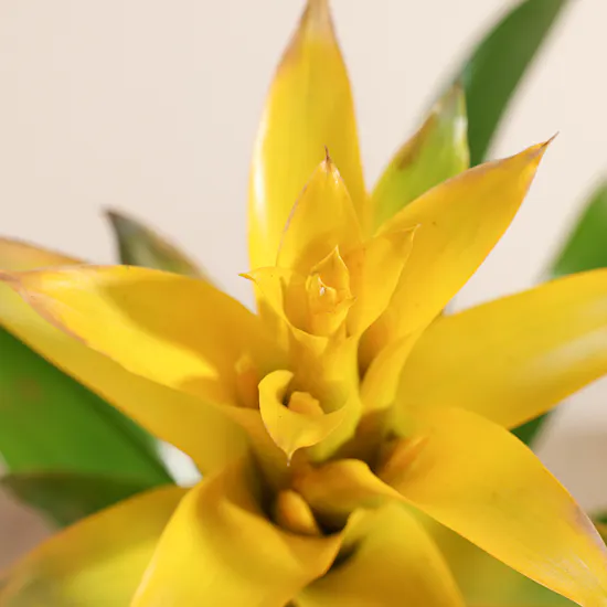 Guzmania Yellow | Ceramic Pot