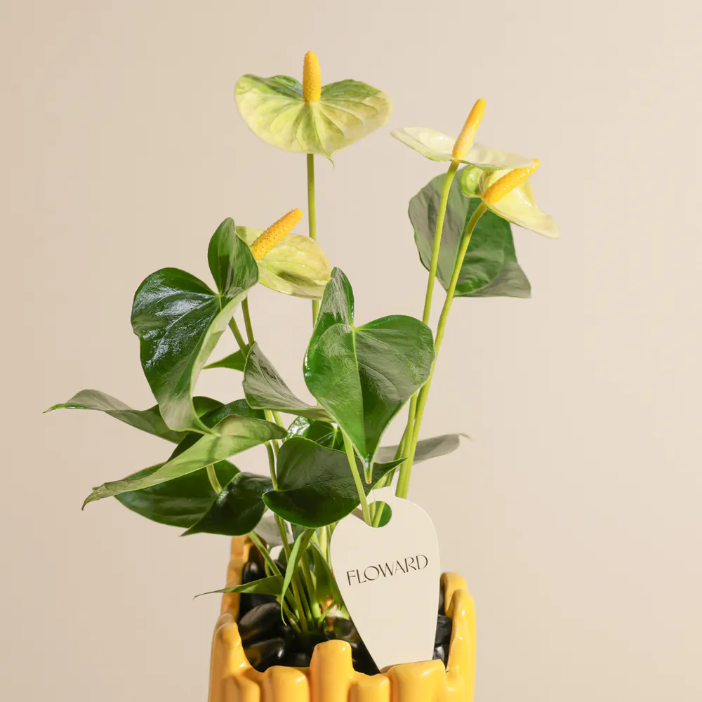 popular hanging basket plants Elegance Hanging Basket - Small 30cm