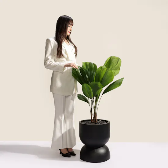 Magical Licuala Grandis Plant