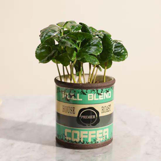 Special Coffea Arabica Plant