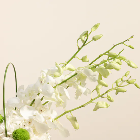 Levo Delicious Dragee | Delicate Flowers Vase