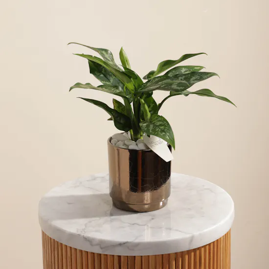 Aglaonema Maria Plant | Gold Pot