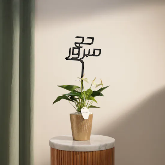Blessed Hajj White Anthurium Plant