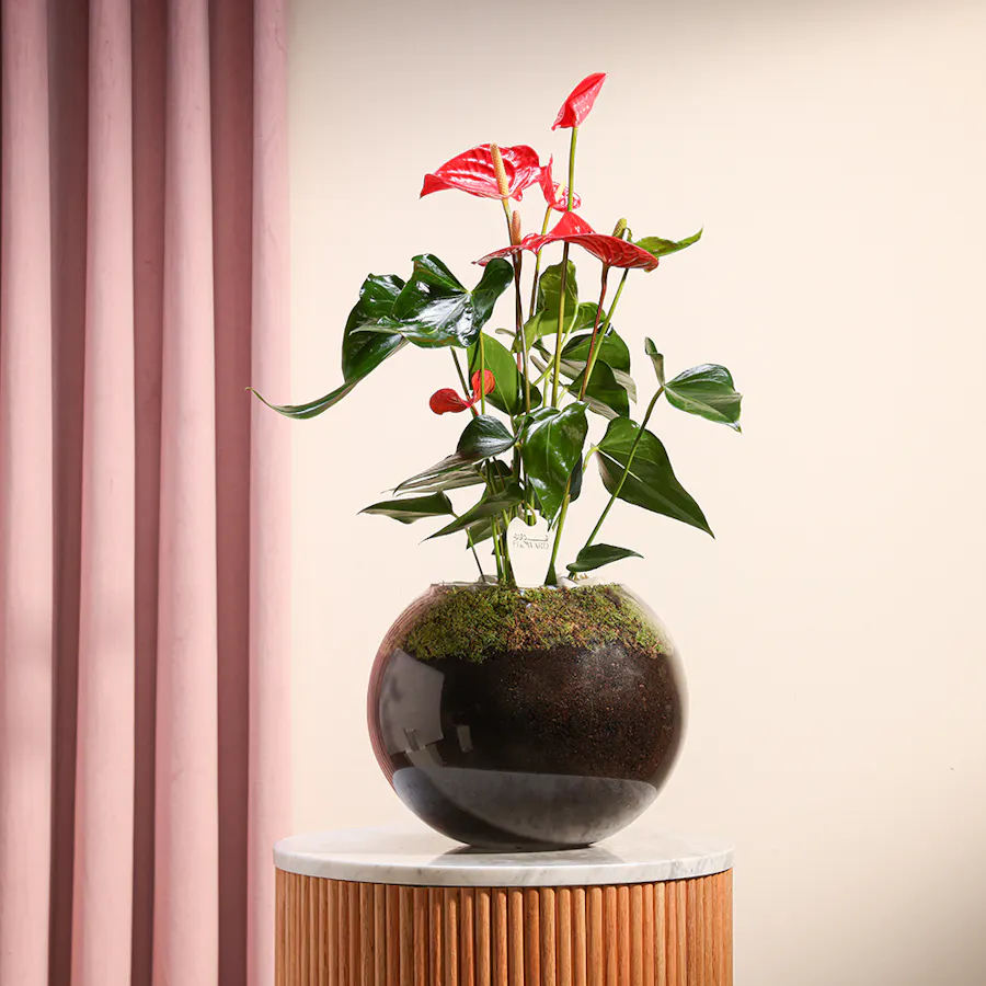 Red Anthurium | Glass Pot 2