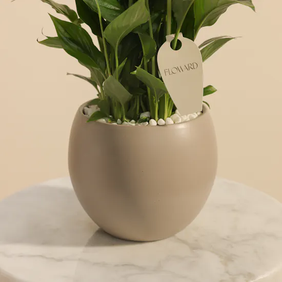 Dreamy Purple Spathiphyllum Plant