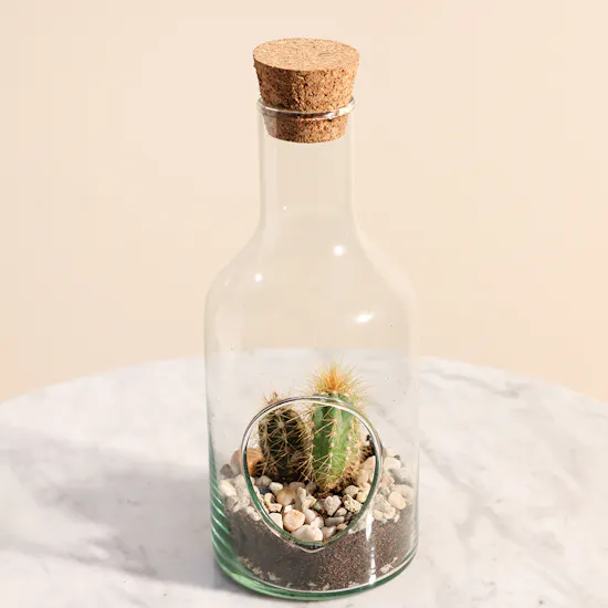 Cactus Plant Glass Pot