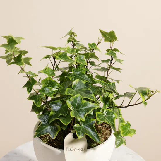 Unique Hedera Helix Plant