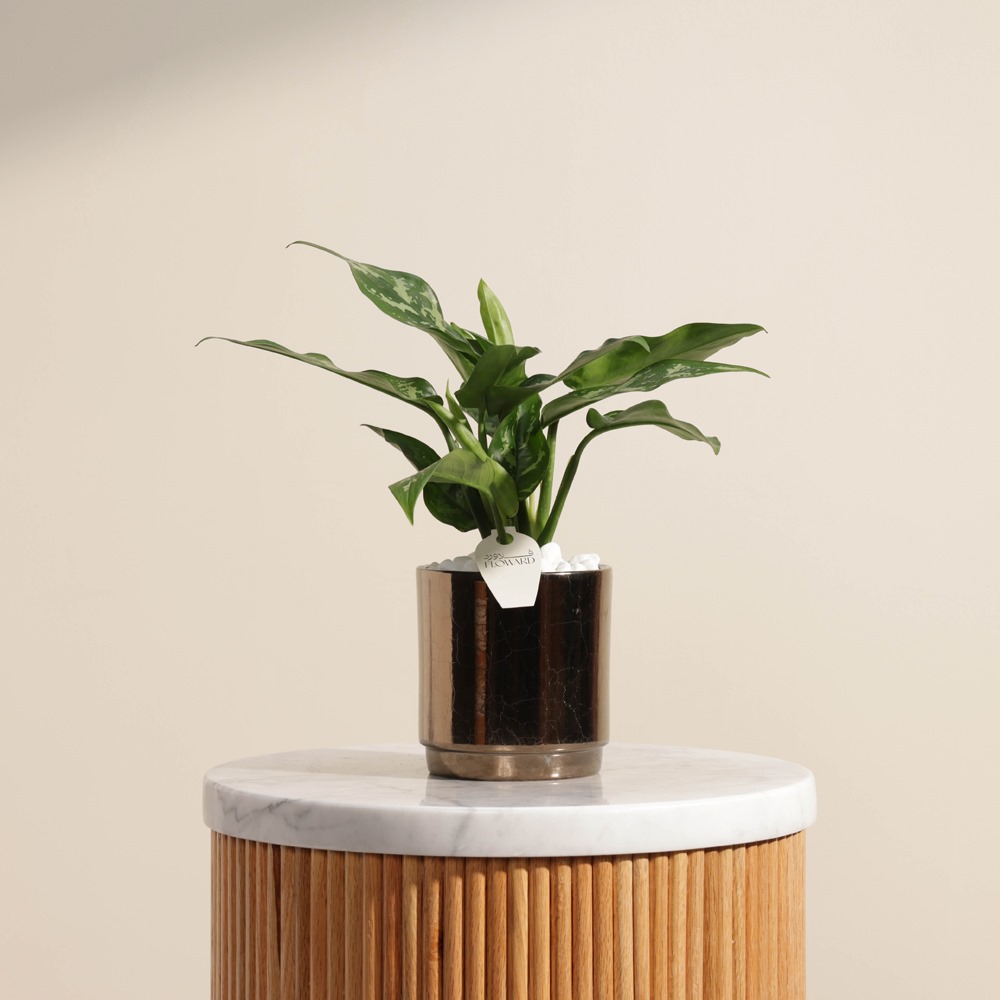 Aglaonema Maria Plant | Gold Pot