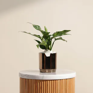 Aglaonema Maria Plant | Gold Pot