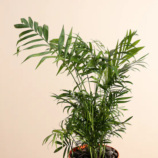 Chamadorea Elegance Plant | Metal Pot