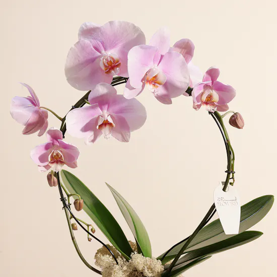 Elegant Pink Orchid