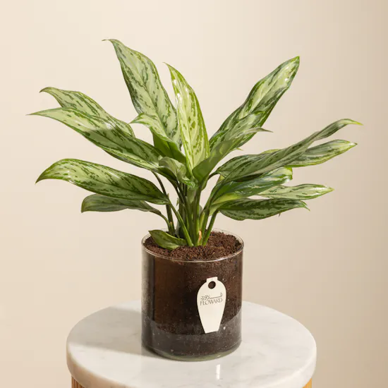 PlantaZee Aglaonema Commutatum Vase