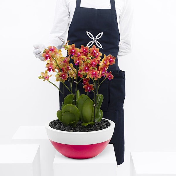 Amazing Orchid Plant Floward Qatar