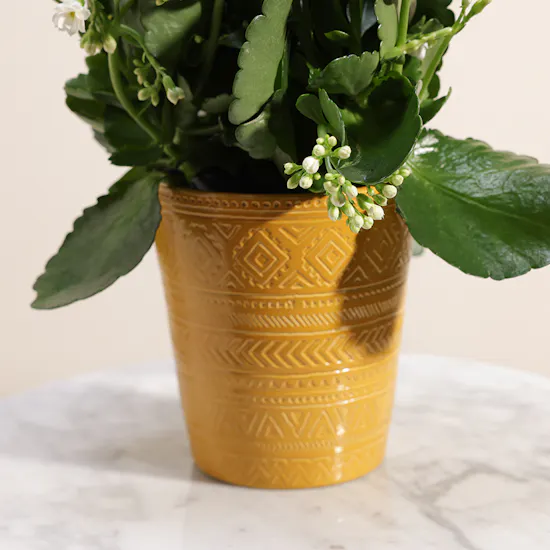 White Kalanchoe Plant