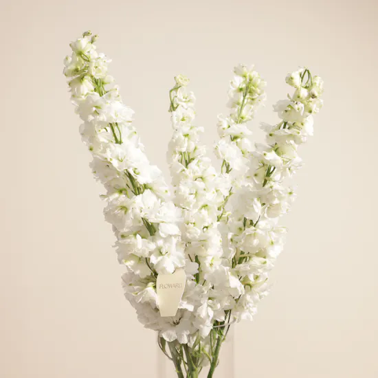 Raff by Paris Classic Manicure and Pedicure with Color Gift Voucher | Exuberant Flower Vase