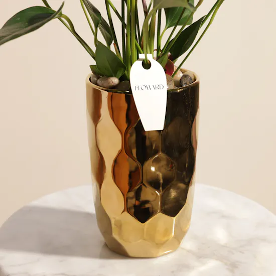 Bright Purple Anthurium Plant