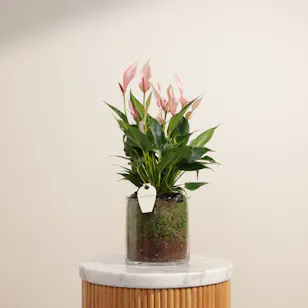 Charming Pink Anthurium Plant