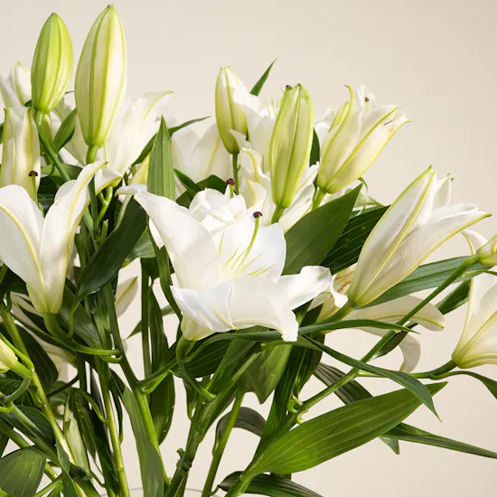 Serenity Lily Vase