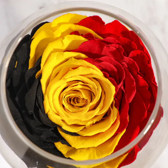 Bold Look Preserved Rose Vase