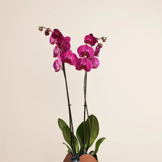 Purple Orchid | Alf Mabrook